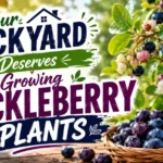 Growing Huckleberry plants