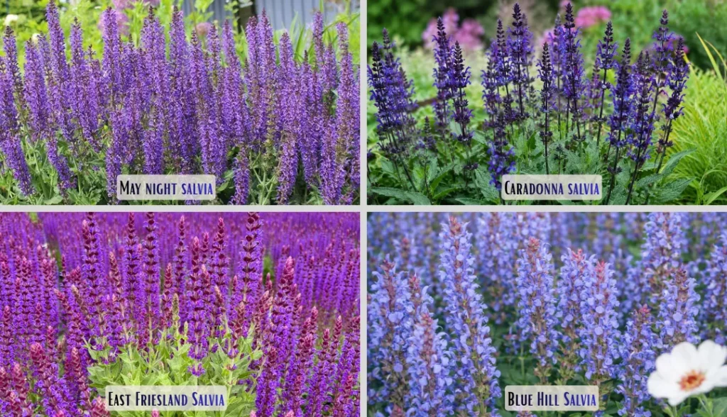 Perennial Salvias