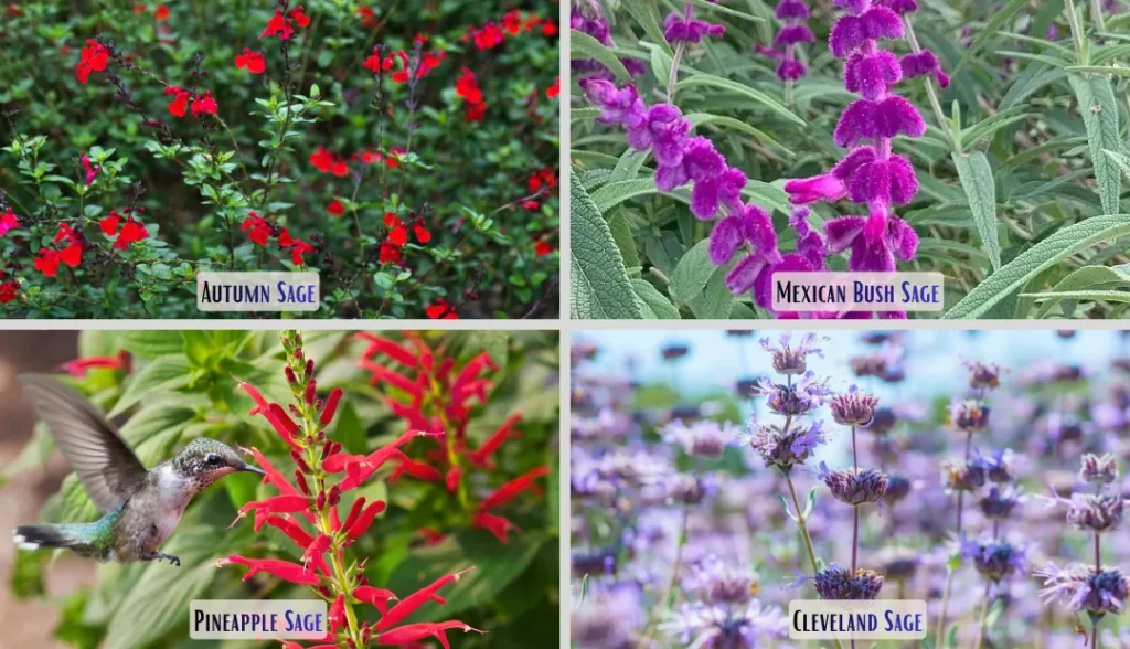 Shrub Salvias