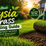 Zoysia Grass Planting